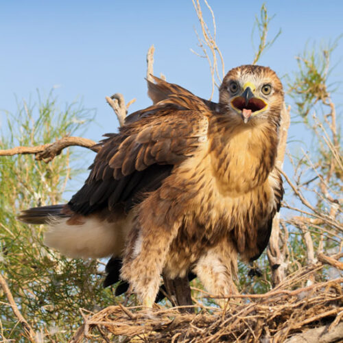 True Tales of Birding Adventures